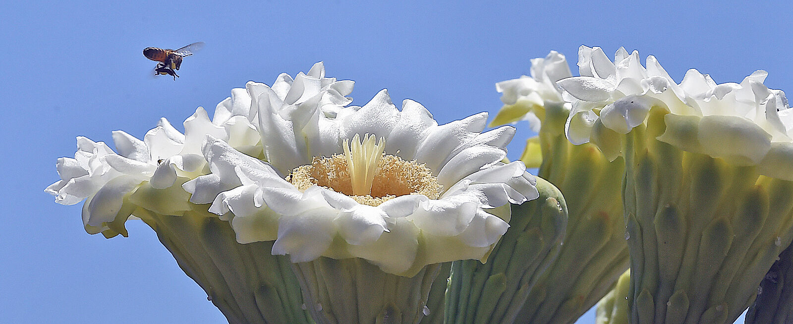In full bloom